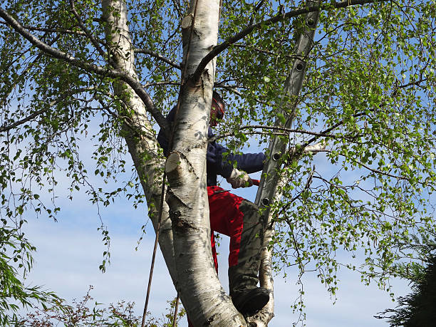 Trusted Oak Lawn, IL Tree Removal Services Experts