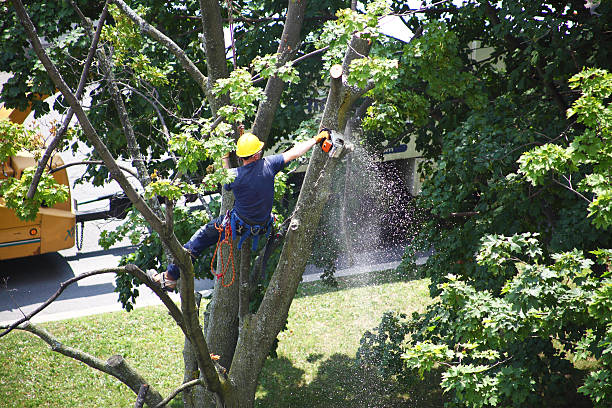 Best Storm Damage Tree Cleanup  in Oak Lawn, IL