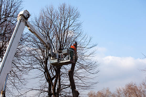 How Our Tree Care Process Works  in  Oak Lawn, IL